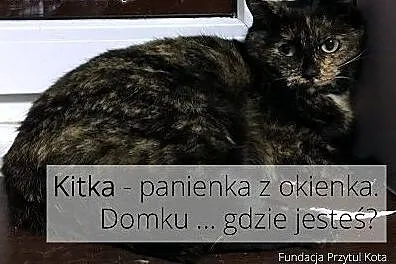 Kitka panienka z okienka ,  łódzkie Łódź