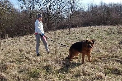 Tosiek pięknie umaszczony owczarek szuka domku,  z
