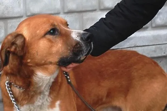 Dargo - młody, duży, dorodny, dobrze ułożony pies. adopcja