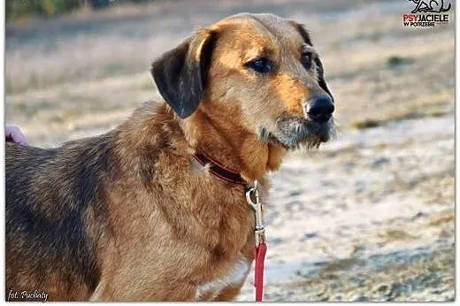 LEJLA energiczna, śliczna do adopcji,  dolnośląski