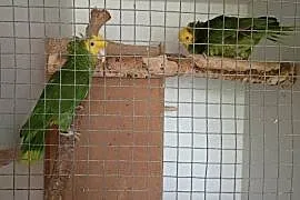 Pary lęgowe AMAZONKA ORARTIX ARA ARARUNA