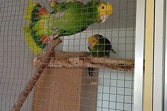 Pary lęgowe AMAZONKA ORARTIX ARA ARARUNA, Mazowieckie, Raszyn