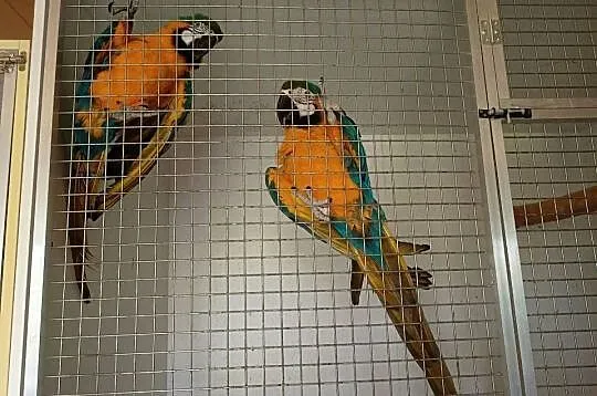 Pary lęgowe AMAZONKA ORARTIX ARA ARARUNA, Mazowieckie, Raszyn