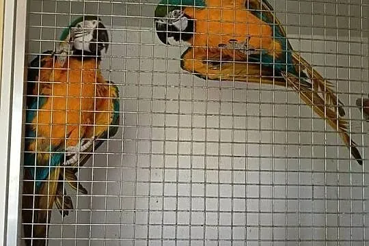 Pary lęgowe AMAZONKA ORARTIX ARA ARARUNA, Mazowieckie, Raszyn