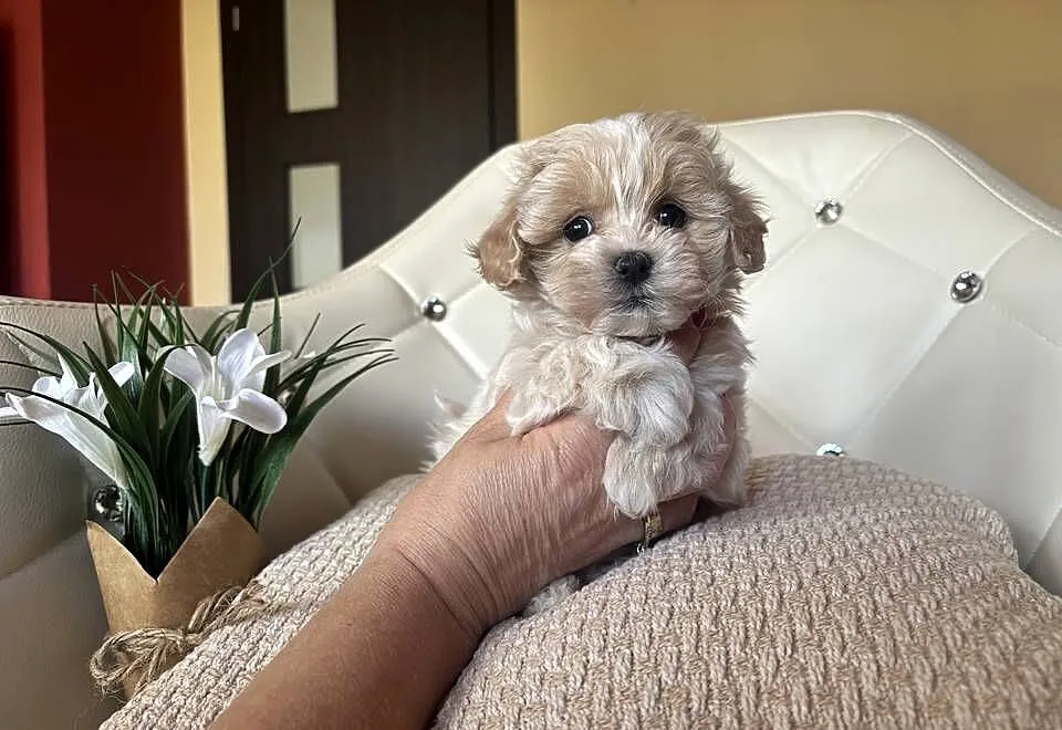 Maltipoo sunia z rodowodem, Śląskie, Częstochowa