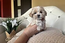 Maltipoo sunia z rodowodem