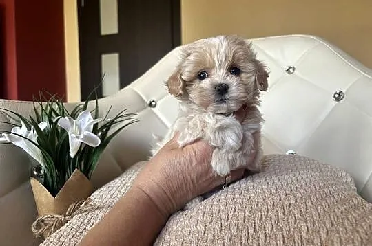 Maltipoo sunia z rodowodem, Śląskie, Częstochowa