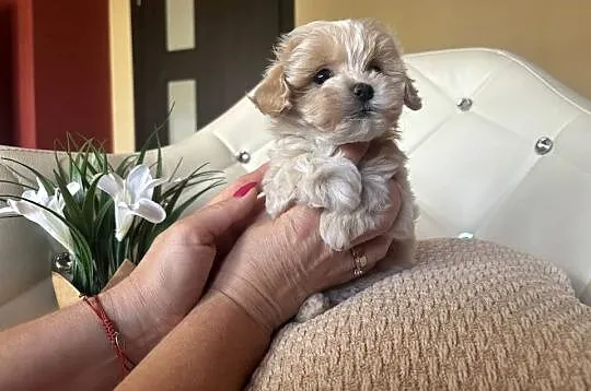 Maltipoo sunia z rodowodem, Śląskie, Częstochowa