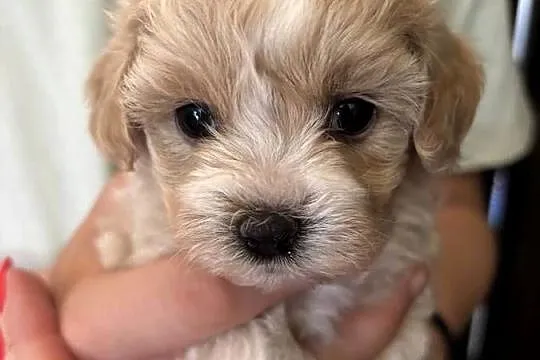 Maltipoo sunia z rodowodem, Śląskie, Częstochowa