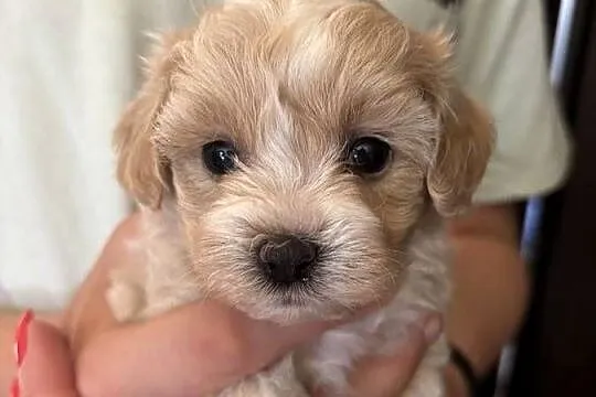 Maltipoo sunia z rodowodem, Śląskie, Częstochowa