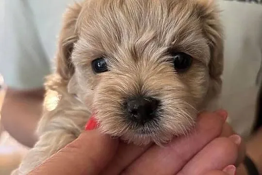Maltipoo sunia z rodowodem, Śląskie, Częstochowa