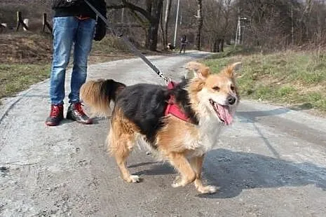 Piękna długowłosa suczka Yoko,  dolnośląskie Wrocł
