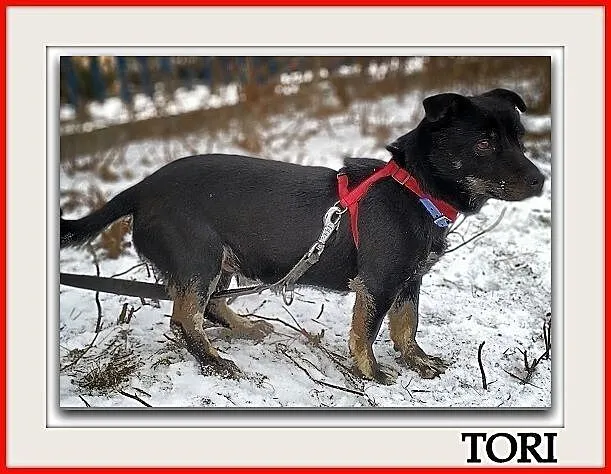 Mały 7 kg,wesoły,aktywny,b.sympatyczny,zaszczepiony psiak TORI.Adopcja., Łódzkie, Łódź