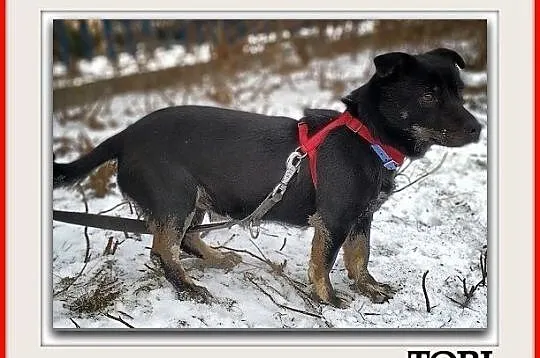 Mały 7 kg,wesoły,aktywny,b.sympatyczny,zaszczepiony psiak TORI.Adopcja., Łódzkie, Łódź
