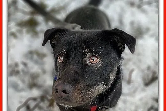 Mały 7 kg,wesoły,aktywny,b.sympatyczny,zaszczepiony psiak TORI.Adopcja., Łódzkie, Łódź