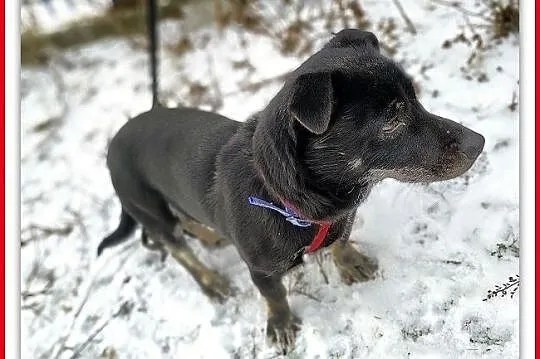 Mały 7 kg,wesoły,aktywny,b.sympatyczny,zaszczepiony psiak TORI.Adopcja., Łódzkie, Łódź