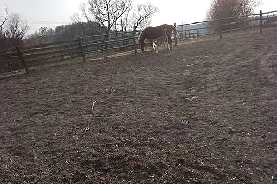 Sprzedam klacz zimnokwista że źrebakiem, Mazowieckie, Gąbin