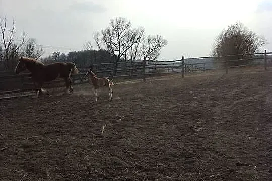 Sprzedam klacz zimnokwista że źrebakiem, Mazowieckie, Gąbin