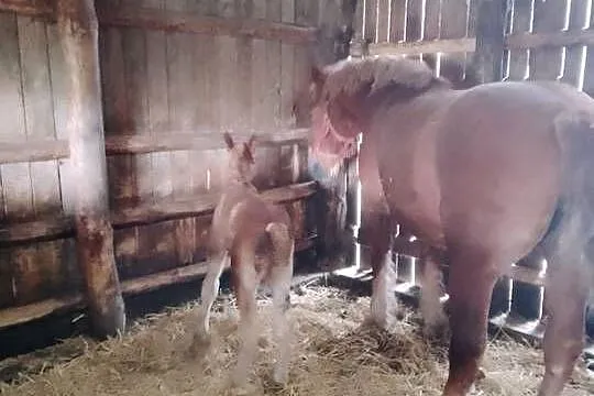 Sprzedam klacz zimnokwista że źrebakiem, Mazowieckie, Gąbin