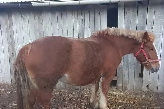 Sprzedam klacz zimnokwista że źrebakiem, Mazowieckie, Gąbin