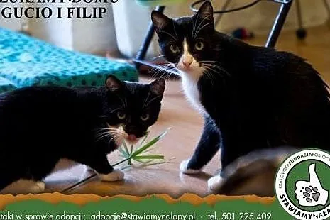 Gucio i Filip. Fundacja Stawiamy Na Łapy,  małopol