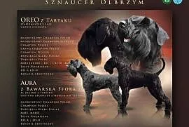 Sznaucer olbrzym Czarny