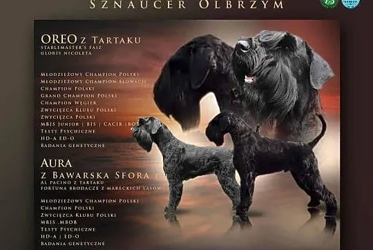 Sznaucer olbrzym Czarny
