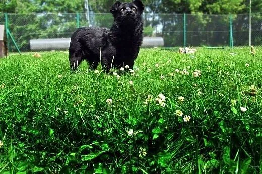 Czarny jak węgielek Toby, kto go pokocha?,  małopo
