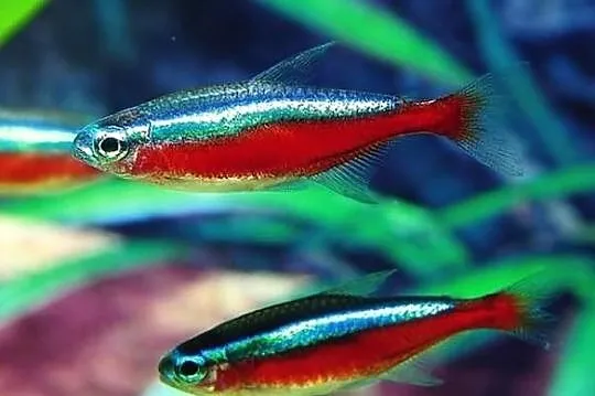 Rybki akwariowe – neony czerwone