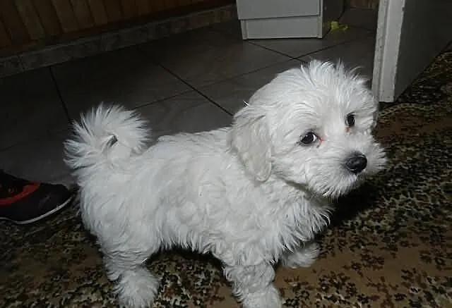 Sprzedam maltanczyka