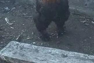 Sprzedam jaja lęgowe kur rasy kochin olbrzymi, Mazowieckie, Sarnów