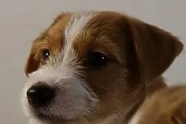 Szczenięta Jack Russell Terrier - Związek Kynologi, Zabrze