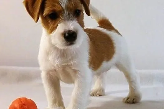 Szczenięta Jack Russell Terrier - Związek Kynologi