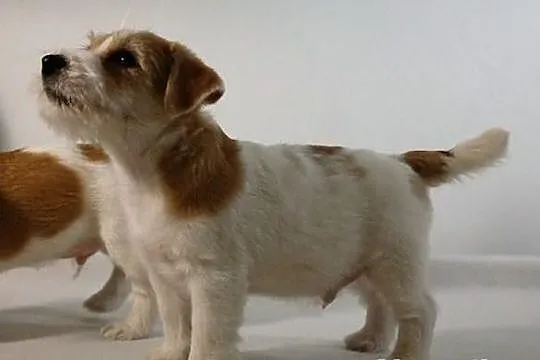 Szczenięta Jack Russell Terrier - Związek Kynologi