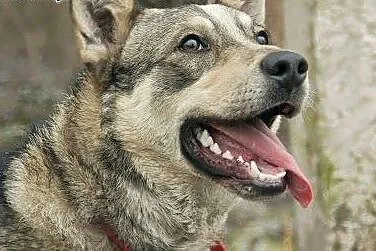 Dino - młody i wesoły psiak w typie husky szuka ko