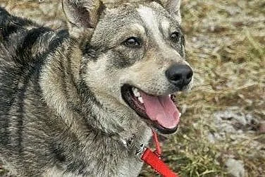 Dino - młody i wesoły psiak w typie husky szuka ko