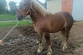 Ogier zimnokrwisty typ sokólski