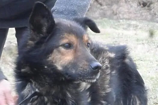 Hassan łagodny psiak w typie owczarka ADOPCJA ŁTOn