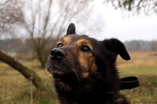 Hassan łagodny psiak w typie owczarka ADOPCJA ŁTOn