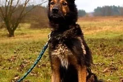 Hassan łagodny psiak w typie owczarka ADOPCJA ŁTOn