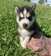 Wunderschöne Siberian Husky Welpen... Kontaktieren Sie mich per