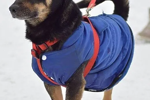 Maniuś , zupełnie zwykły, niezwykły kundelek. ,  m