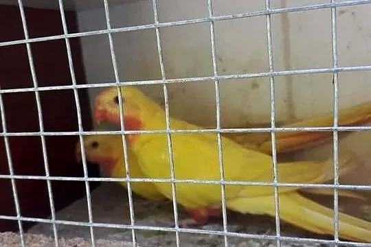 Księżniczki walii lutino