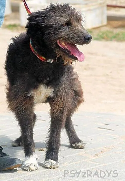MARCEL oryginalny, pozytywny mix teriera zapatrzon