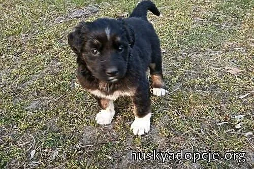 BROWNIE- słodki szczeniak do adopcji,  zachodniopomorskie Szczecin