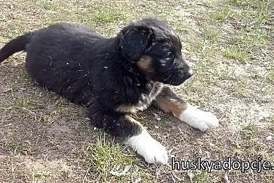 BROWNIE- słodki szczeniak do adopcji,  zachodniopo