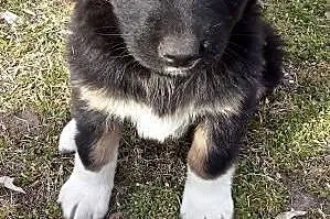 BROWNIE- słodki szczeniak do adopcji,  zachodniopo