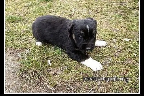 BROWNIE- słodki szczeniak do adopcji,  zachodniopo