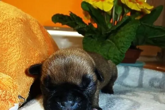 Buldog francuski - suczki - piękne umaszczenie