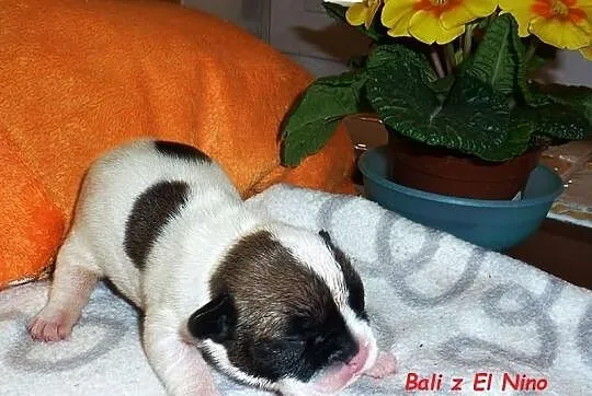 Buldog francuski - suczki - piękne umaszczenie